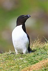 Razorbill